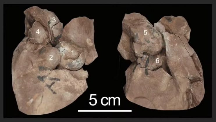 Imagem dos seis ovos fossilizados (Foto: @XHscitech/X/Reprodução)