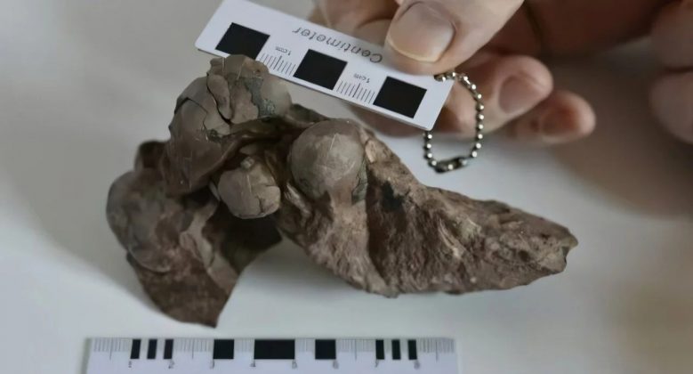 O ovo mede 29 milímetros e estava em um ninho com mais cinco ovos fossilizados (Fonte: Shukang Zhang et al/Divulgação)