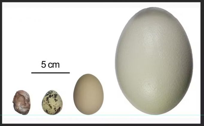 Comparação do ovo de dinossauro recém-descoberto com ovos de outras espécies (Fonte: China University of Geosciences/Divulgação)