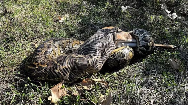 "Essa foi a visão mais intensa e impressionante que observamos em 12 anos de rastreamento, disse o biólogo Ian Bartoszek (Foto: Ian Bartoszek/Conservancy of Southwest Florida)