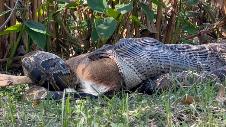 Cientistas na Flórida compartilharam imagens surpreendentes de uma cobra píton birmanesa engolindo um veado-de-cauda-branca de 35 quilos (Foto: Ian Bartoszek/Conservancy of Southwest Florida)