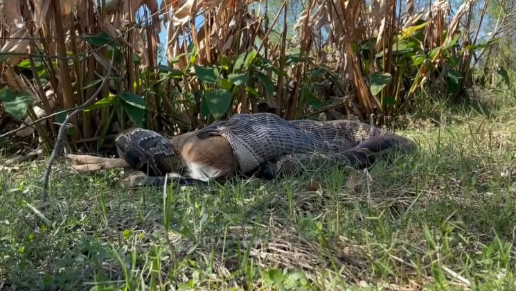 Cientistas flagram cobra píton engolindo veado de 35 kg e imagens impressionam (Foto: Ian Bartoszek/Conservancy of Southwest Florida)