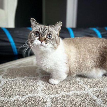 Munchkin: o adorável "gato rebaixado" que se destaca por suas pernas curtas (Foto: Reprodução/Instagram/@littlemunchiepooky)