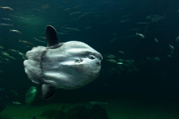 O peixe-lua, ou Mola-Mola, destaca-se como um dos maiores peixes ósseos do planeta, podendo alcançar até 3 metros de comprimento e pesar mais de 2 toneladas (Foto: Pexels)