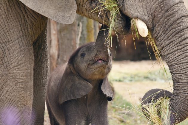 Um vídeo de um filhote de elefante girando sua tromba descontroladamente viralizou nas redes sociais (Foto: Pixabay)