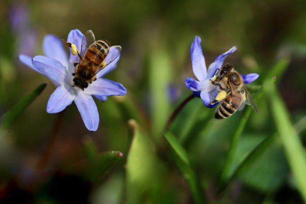 Cientistas da Queen Mary University of London, da Universidade de Sheffield e da Universidade de Oulu observaram abelhas da espécie Bombus terrestris (Foto: Pixabay)