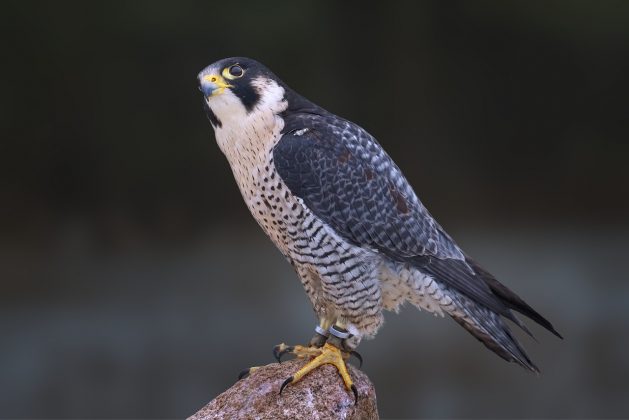 O falcão-peregrino é o animal mais rápido do mundo, capaz de alcançar mais de 320 km/h (Foto: Pixabay)