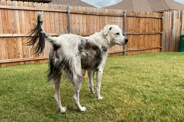 Buster, um cão americano de 4 anos mudou totalmente a cor do pelo em decorrência da doença. (Foto: Reddit)