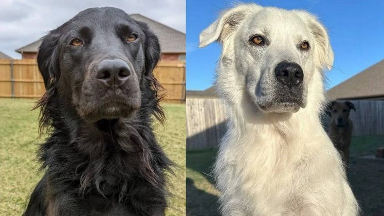 Cachorro vive caso raríssimo após ser diagnosticado com vitiligo nos EUA. (Foto: Reddit)