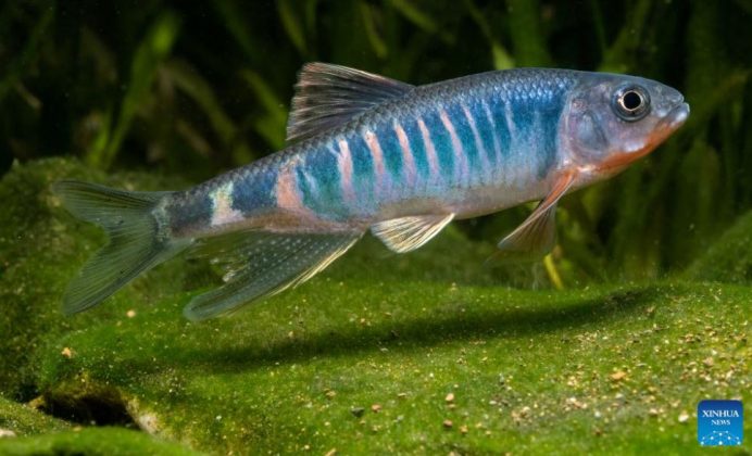 O peixe, chamado “Opsariichthys iridescens”, é conhecido por seus belos padrões de coloração. (imagem: reprodução instagram)