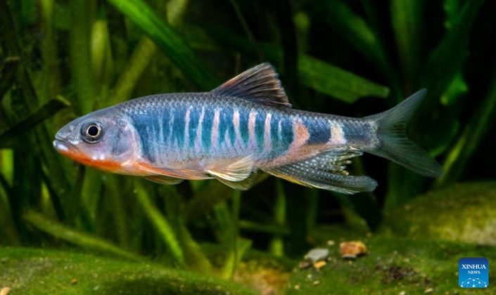 A descoberta aponta para a grande diversidade de peixes de água doce ainda desconhecida na região. (imagem: reprodução instagram)