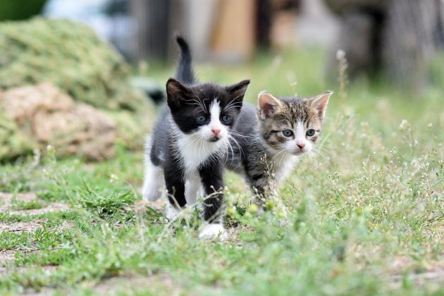 Muitos dos felinos demonstraram sinais de angústia após a morte de outro animal (Foto: Pixabay)