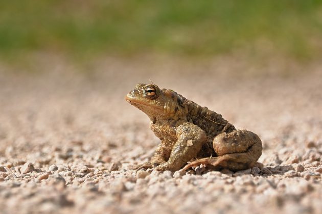 Milhares de sapos foram encontrados destruídos entre março e abril daquele ano (Foto: Pixabay)