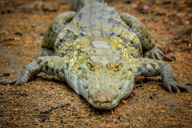 Inicialmente, acreditava-se que as pedras ajudavam na digestão dos crocodilos (Foto: Pixabay)