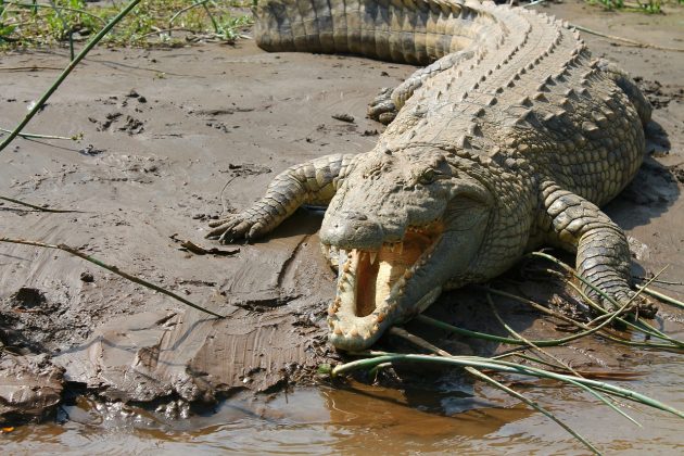 O verdadeiro motivo pelo qual alguns crocodilos comem pedras (Foto: Pixabay)