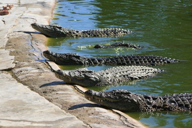 Os crocodilos passam grande parte da vida na água, e as pedras parecem ter um papel importante para eles ficarem submersos por mais tempo (Foto: Pixabay)