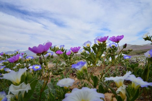 Esse evento faz com que diversas espécies de flores brotem no solo árido após as chuvas. (Imagem: pixabay)