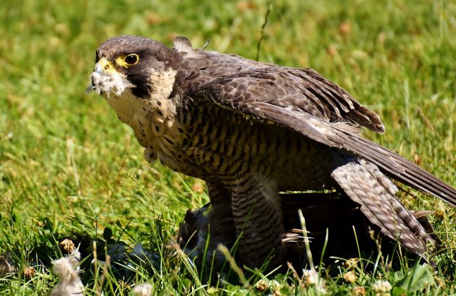 O GPS indicava que a ave foi capturada por um falcão-peregrino a 2.881 metros acima do solo (Foto: Pixabay)