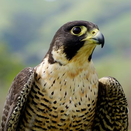 Falcão-peregrino, o animal mais rápido do mundo, conquista novo recorde (Foto: Pixabay)