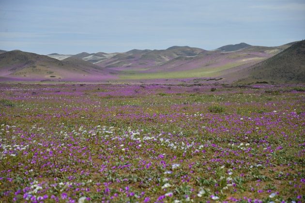 Localizado na região norte do Chile, o Deserto do Atacama se estende por cerca de 1.000 km. (Imagem: pixabay)