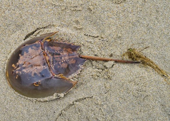 O caranguejo-ferradura, conhecido como Limulus polyphemus, destaca-se como uma criatura fascinante. (Imagem: pixabay)