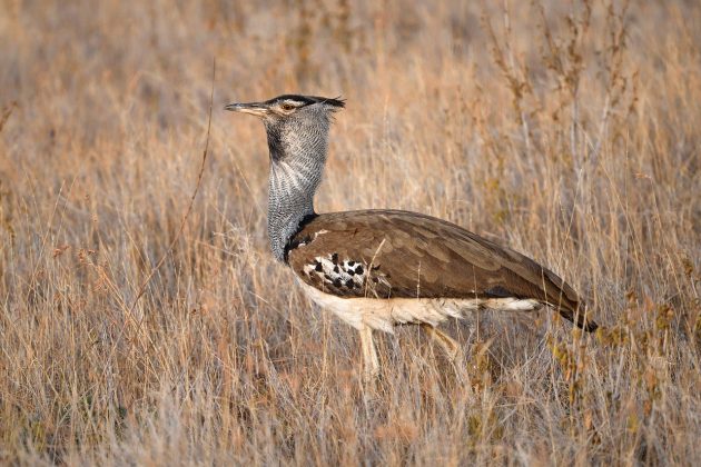 A abetarda-gigante é a ave voadora mais pesada do mundo (Foto: Pixabay)