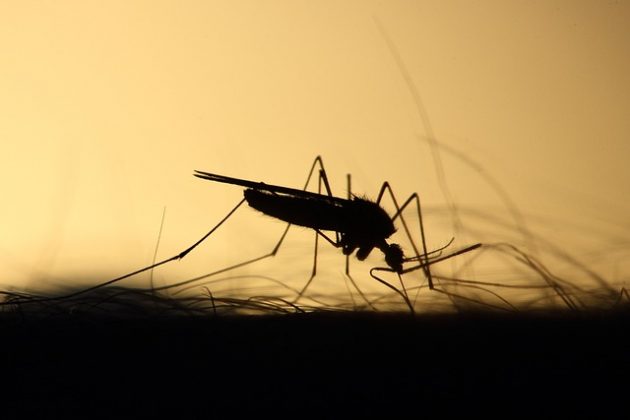 O clima frio impede a reprodução dos mosquitos na Islândia. (imagem: pixabay)