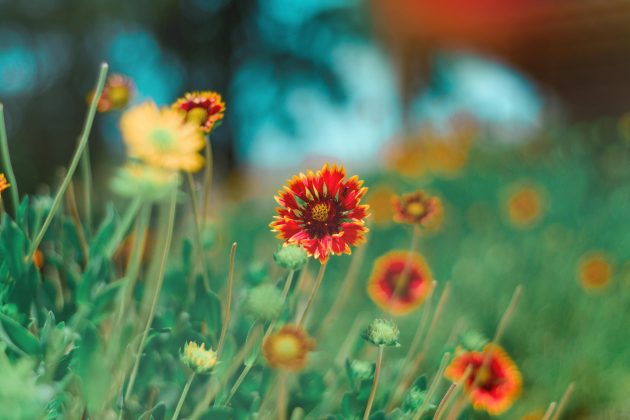 Sudeste do Brasil possui milhares de plantas desconhecidas, revela estudo. (Foto: Pexels)