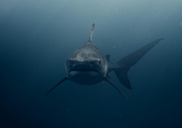 O segredo por trás da longevidade do tubarão que vive cerca de 400 anos (Foto: Pexels)