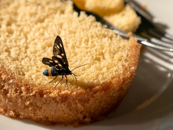 O fato de uma mosca posar na sua comida é um fator de chegar a fazer você preferir deixar de comer, e não é uma experiência única. (Foto: Pexels)