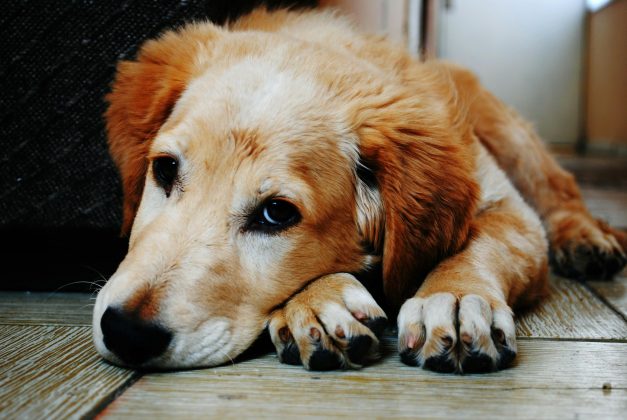 Estudo revela o que acontece no cérebro dos cachorros. (Foto: Pexels)