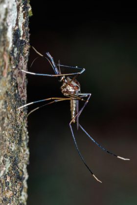 O mosquito Aedes aegypti, muito conhecido no Brasil por transmitir dengue, zika e chikungunya, além de detectar o gás carbônico (CO²), costuma ser atraído por determinadas cores de roupas, incluindo vermelho, laranja, preto e ciano. (Foto: Pexels)