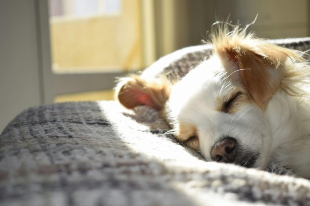 Deste modo, os pesquisadores decodificaram exames por imagem do cérebro de dois cachorros usando algoritmo de aprendizado de máquina (machine learning). (Foto: Pexels)