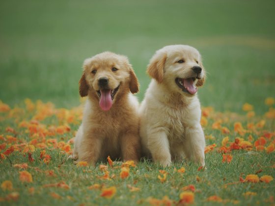 Os pesquisadores sugeriram que os cães estão mais atentos às ações em seu ambiente do que a quem realiza no momento. (Foto: Pexels)