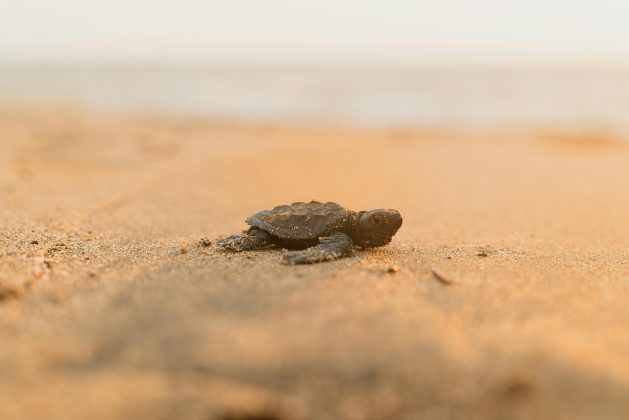 Um fato passou a despertar a atenção do grande público sobre o motivo pelo qual algumas tartarugas marinhas recém-nascidas passaram a utilizar mochilas. (Foto: Pexels)