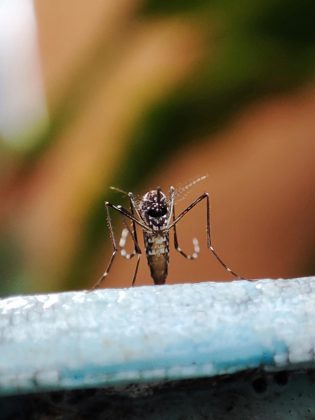 Um estudo científico explicou que os pesquisadores apontaram que essas descobertas ajudam a explicar como o mosquito encontra seus hospedeiros, visto que a pele humana, independente da pigmentação, emite um forte “sinal” vermelho-alaranjado para a visão do inseto. (Foto: Pexels)