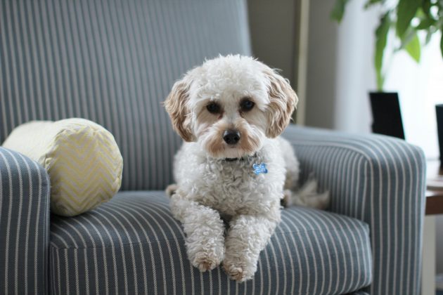 “Foi divertido porque essa é uma ciência séria, e muito tempo e esforço foram dedicados a isso, mas tudo se resumia a esses cães assistindo a vídeos de outros cães e humanos agindo como se fossem patetas”, explica a pesquisadora Erin Phillips, autora principal do estudo. (Foto: Pexels)