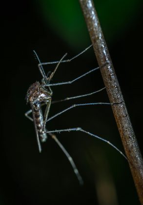 “Os mosquitos parecem usar odores para ajudá-los a distinguir o que está próximo, como um hospedeiro para picar. (Foto: Pexels)