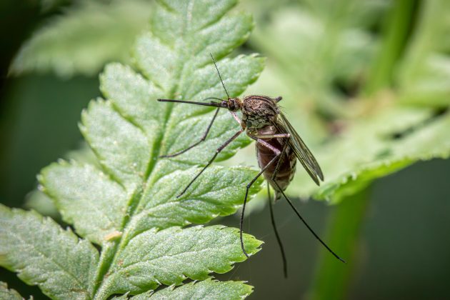 Por outro lado, a Aedes aeagypti parece ignorar tons, como verde, roxo, azul e branco. (Foto: Pexels)