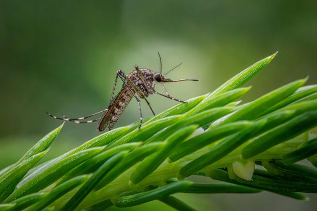 Você sabia? Aedes aegypti se atrai pela cor vermelha, diz cientistas. (Foto: Pexels)