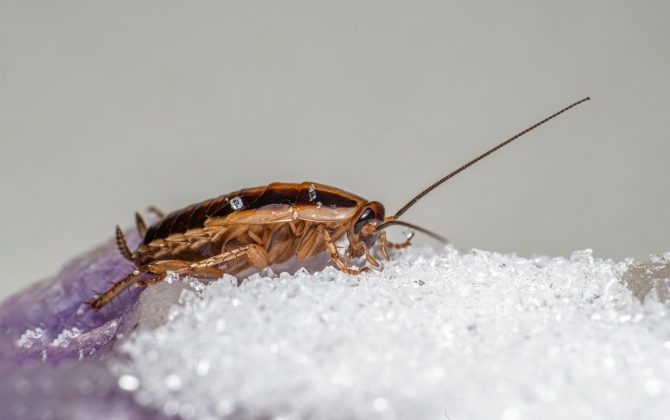 Isso porquê, um chinês aspirou uma barata enquanto dormia e acabou ficando com bafo do inseto por três dias. (Foto: Pexels)