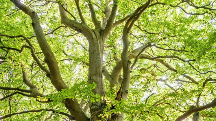 Os pesquisadores quantificaram os efeitos da extinção das árvores. O estudo aponta que a maior parte das frutas, várias nozes e remédios vem das árvores. (Foto: Pexels)