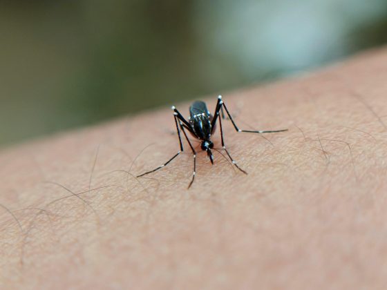 O tom da sua pele não importa, todos nós estamos emitindo uma forte assinatura vermelha. Filtrar essas cores atraentes em nossa pele, ou usar roupas que não tenham esses tons, pode ser outra maneira de evitar a picada de mosquito. (Foto: Pexels)