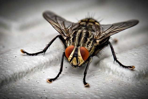 Quando uma mosca come, ela tem que vomitar enzimas digestivas na refeição. (Foto: Pexels)