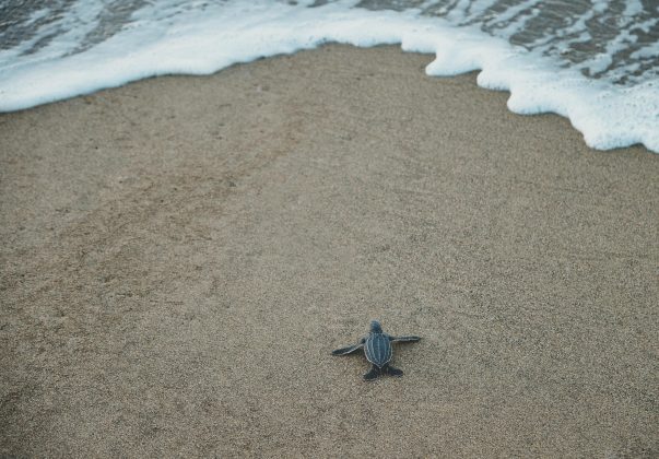 Foi apontada a utilização do método diferente realiza a medição da corrente elétrica e consegue detectar flutuações características do momento de eclosão dos ovos, aos quais as tartarugas marinhas enterram em ninhos com 30 a 80 centímetros de profundidade na areia da praia. (Foto: Pexels)