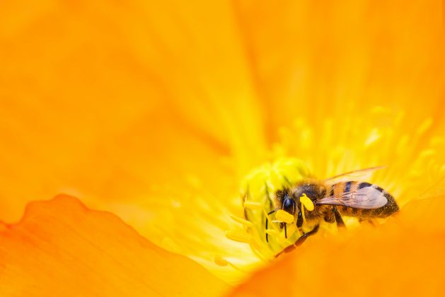 Os cones oculares, células sensoriais presentes na retina, são os responsáveis pela percepção de cores. (Foto: Pexels)