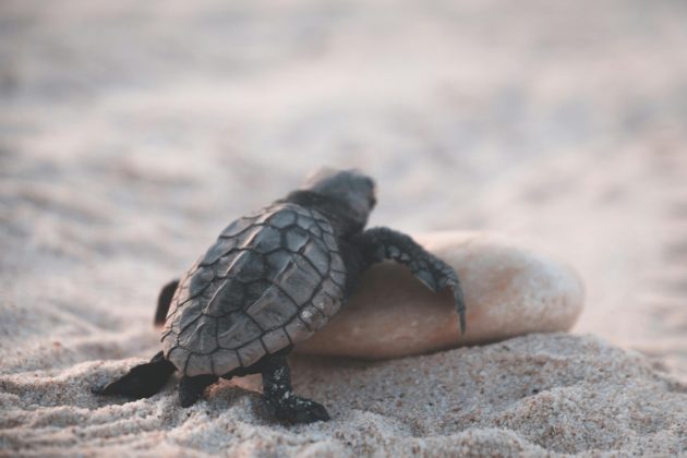 “Não se pensa em quanto trabalho é necessário para que esses minúsculos filhotes nadem pela areia no escuro, quase sem oxigênio”, diz Lisa Schwanz, uma das autoras do artigo. (Foto: Pexels)