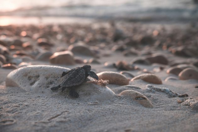 "Isso acontece bem debaixo dos pés de todos nós, mas não temos a tecnologia para realmente entender o que está acontecendo durante esse período", explica ela. (Foto: Pexels)