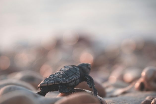 O uso da mochila entre as tartarugas recém-nascidas se tornou essencial para o estudo. (Foto: Pexels)