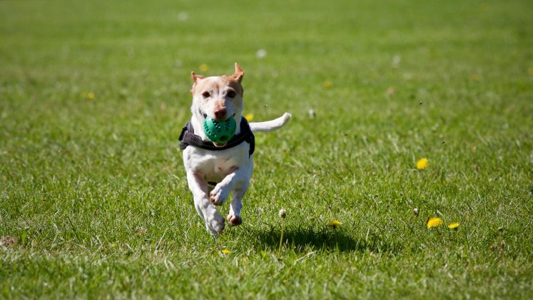 “Mostramos que podemos monitorar a atividade do cérebro de um cachorro enquanto assistia a um vídeo e, pelo menos até certo ponto, reconstruir o que ele estava imaginando”, diz o pesquisador Gregory Berns. (Foto: Pexels)